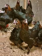 Marans koperzwart hennen (tegen de leg), Dieren en Toebehoren, Pluimvee, Vrouwelijk, Kip