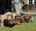 Supermooie en sociale teckel pups zoeken een gouden mandje, 8 tot 15 weken, Korthaar, Dwerg, Meerdere