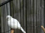 fife fancy, Dieren en Toebehoren, Vogels | Kanaries, Mannelijk, Postuurkanarie
