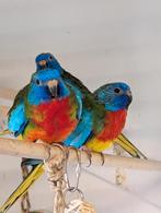 Splendid parkieten 3-5, 3 mannen 5 poppen splendids, Meerdere dieren, Parkiet, Geringd