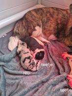 Mooie corgi welsh cardigan pups, Dieren en Toebehoren, 8 tot 15 weken, Meerdere, Meerdere dieren, Herder