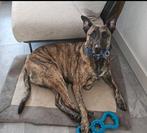 Lieve reu voor een rustig huisje, Dieren en Toebehoren, Honden | Herdershonden en Veedrijvers, Reu, CDV (hondenziekte), Eén hond