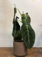 Philodendron spec. – 40cm, Ophalen, Halfschaduw, Minder dan 100 cm