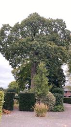 Tamme kastanjes van  Zuid Europese kastanje, Tuin en Terras, Ophalen, Volle zon, Overige soorten, Minder dan 100 cm