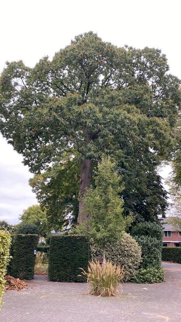 Tamme kastanjes van  Zuid Europese kastanje, Tuin en Terras, Planten | Bomen, Overige soorten, Minder dan 100 cm, Volle zon, Ophalen