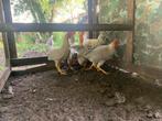 Leghorn toom 4x hen 1x haan, Dieren en Toebehoren, Pluimvee, Meerdere dieren, Kip