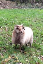 drents heideschaap van april 2025, Dieren en Toebehoren, Schapen, Geiten en Varkens, Mannelijk, Schaap, 0 tot 2 jaar