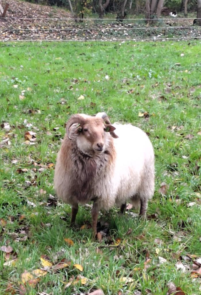 drents heideschaap van april 2025, Dieren en Toebehoren, Schapen, Geiten en Varkens, Schaap, Mannelijk, 0 tot 2 jaar