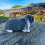 Raszuivere franse hangoor voedster, gevaccineerd, Dieren en Toebehoren, Konijnen, Vrouwelijk, Groot, Hangoor, 0 tot 2 jaar