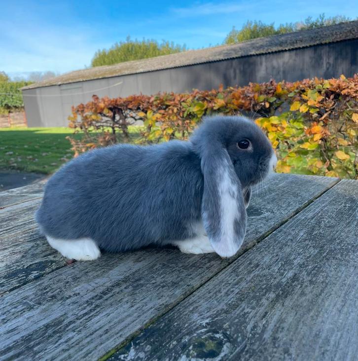 Raszuivere franse hangoor voedster, gevaccineerd, Dieren en Toebehoren, Konijnen, Groot, Vrouwelijk, 0 tot 2 jaar, Hangoor