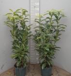 Prunus Genolia haagplanten ca. 100cm, Ophalen of Verzenden, Laurier, Haag, 100 tot 250 cm