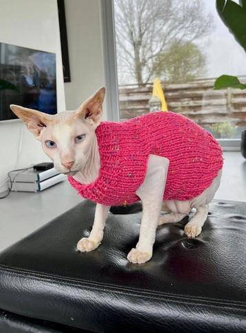Gebreide trui kattenkleding Sphynx kat kitten Rex Handmade. beschikbaar voor biedingen