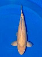 Partij 8x supermooie  koi vissen te koop zie foto's, Karper of Koi