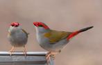 Te koop aangeboden koppel dorn astrildes van 2025, Meerdere dieren, Tropenvogel, Geringd