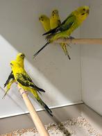 Te koop regenboog grasparkieten en blackwing grasparkieten, Dieren en Toebehoren, Vogels | Parkieten en Papegaaien, Meerdere dieren