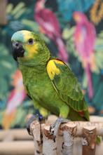 Jonge Baby Blauw voorhoofd Amazones | Handtam | Nieuwsgierig, Meerdere dieren, Papegaai, Pratend