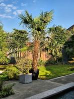 Trachycarpus fortunei – Chinese Waaierpalm 320 cm hoog, Tuin en Terras, Planten | Bomen, 250 tot 400 cm, Zomer, Palmboom, Ophalen