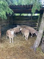 Lammeren tesselaar/swifter van poll dorset bok, Meerdere dieren, Schaap