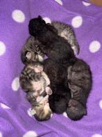 Kittens geboren 21 maart, Kortharig, Meerdere dieren, 0 tot 2 jaar