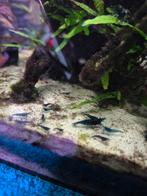 Kweekgroep Blue Dream Garnalen, Dieren en Toebehoren, Vissen | Aquariumvissen, Kreeft, Krab of Garnaal