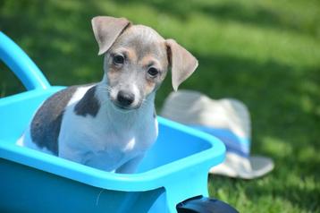 Jack russel pups bleu &tan beschikbaar voor biedingen
