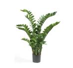 zamioculcas 150cm met 15 stammen, Ophalen of Verzenden, Nieuw
