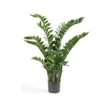 zamioculcas 150cm met 15 stammen beschikbaar voor biedingen