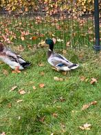 Wilde eend man, Dieren en Toebehoren, Pluimvee, Mannelijk, Eend
