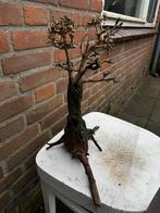 Houten Boom en stam, Ophalen of Verzenden, Gebruikt, Plant(en), Steen of Hout