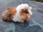 2 supermooie peruvians, Dieren en Toebehoren, September, Mannelijk, Cavia