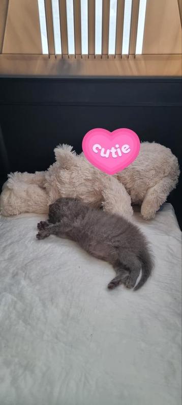 Kitten,Kittens,Poes,Moederkat met kittens gezocht beschikbaar voor biedingen