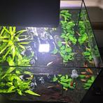 mooie gezonde guppy,s te koop, Dieren en Toebehoren, Vissen | Aquariumvissen, Vis, Zoetwatervis, Schoolvis