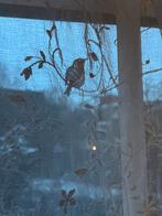 Romantische vitrage met vogels en bloemen, Ophalen, Zo goed als nieuw, Wit, 200 cm of meer