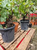 Oude Stam Druif - Prachtige Blikvanger!, Ophalen, Volle zon, Vaste plant, Fruitplanten