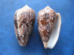 Schelpen: Conus textile archiepiscopus H (bruin) gem 38-45mm, Verzamelen, Verzenden, Schelp(en)