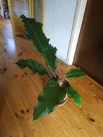 Anthurium Plowmanii 'Birdnest' (2 stuks), Ophalen, Overige soorten, Halfschaduw, In pot