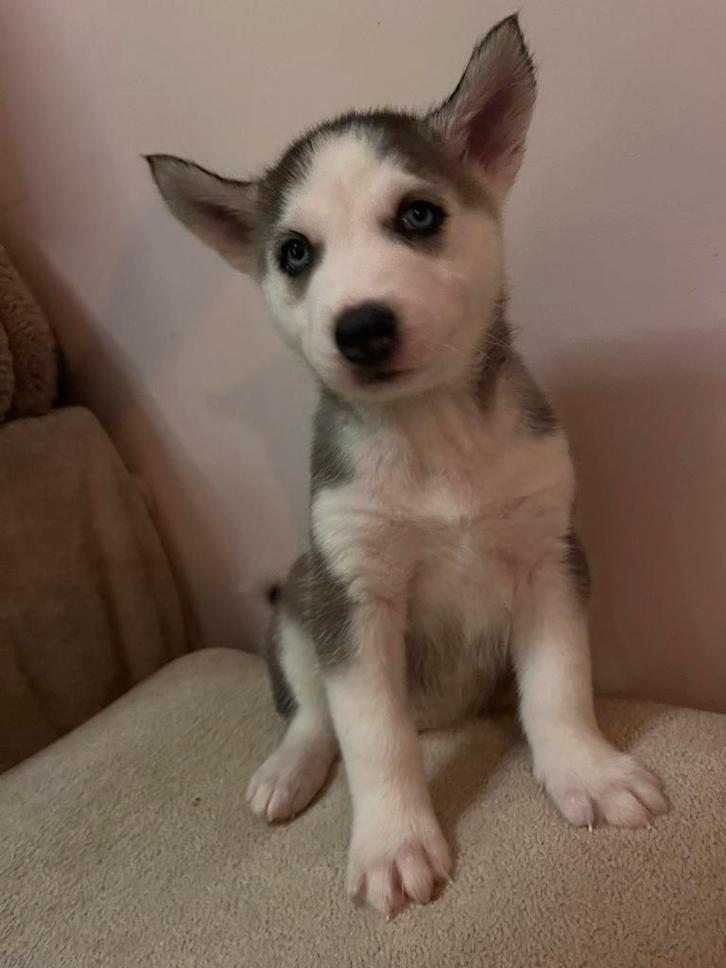 Siberische Husky pups / nog 2 beschikbaar!, Dieren en Toebehoren, Honden | Poolhonden, Keeshonden en Oertypen, Meerdere dieren