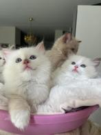 Ragdoll kittens Te Koop met 2 Jaar Garantie, Dieren en Toebehoren, Katten en Kittens | Raskatten | Langhaar, Meerdere dieren, Gechipt