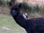 Prachtige zwarte Alpaca hengst! AAB ( en diverse merries), Dieren en Toebehoren, Mei, Meerdere dieren