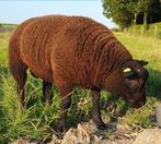 Beste texelaar zwarte/dassenkop dekram, Dieren en Toebehoren, Mannelijk, Schaap