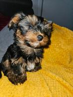 lief Yorkshire Terriër reutje te koop, Yorkshire Terriër, België, Particulier, Reu