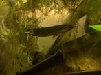 Polypterus Senegalus bichir, Dieren en Toebehoren, Vissen | Aquariumvissen, Vis