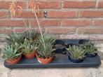 Aloë vera planten Bio, Overige soorten, Ophalen of Verzenden, Minder dan 100 cm, Bloeiende kamerplant