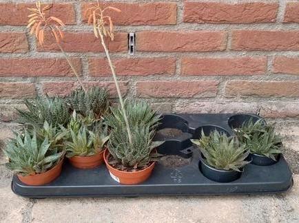 Aloë vera planten Bio, Huis en Inrichting, Kamerplanten, Overige soorten, Minder dan 100 cm, Bloeiende kamerplant, Volle zon, Ophalen of Verzenden