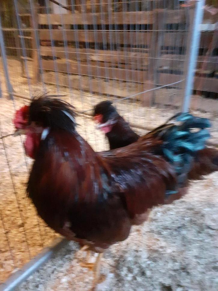 Kuif kippen en cumbasil mite tegen patasieten, Dieren en Toebehoren, Pluimvee, Kip, Vrouwelijk