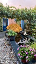 Goudvissen, Dieren en Toebehoren, Goudvis(sen)