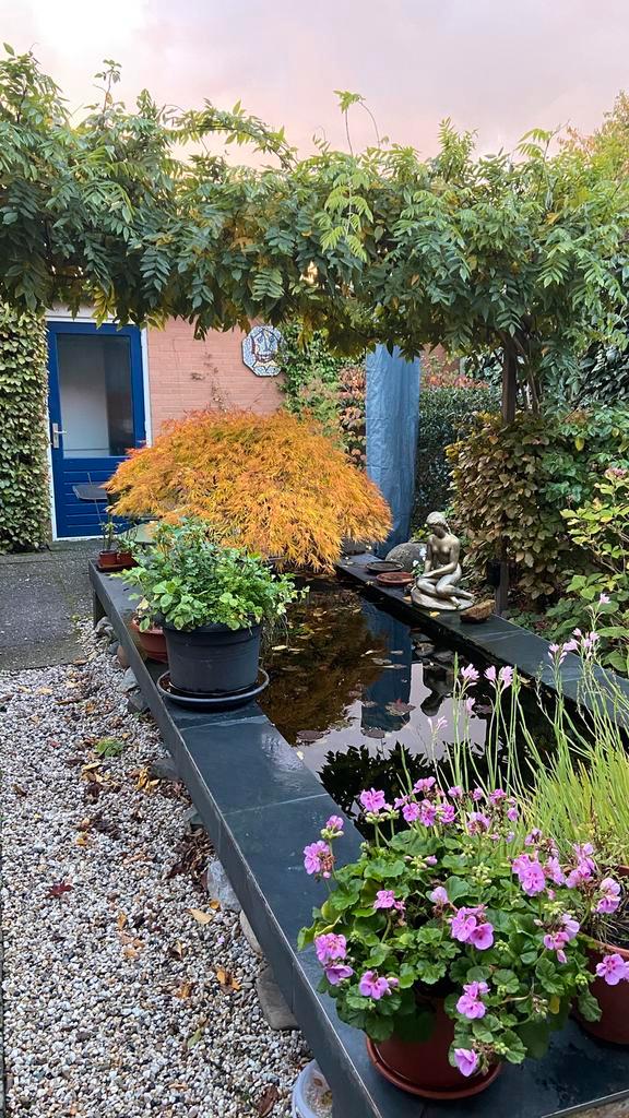 Goudvissen, Dieren en Toebehoren, Vissen | Vijvervissen, Goudvis(sen)