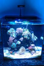 Zeeaquarium, Ophalen, Zo goed als nieuw, Gevuld zeewateraquarium