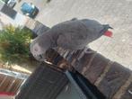 Grijze roodstaart, Dieren en Toebehoren, Vogels | Parkieten en Papegaaien, Mannelijk, Papegaai, Tam