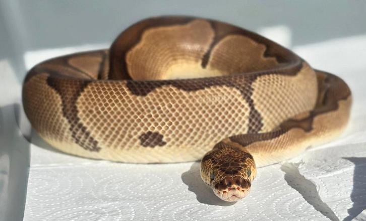 Proven breeder 1.0 enchi blade clown, Dieren en Toebehoren, Reptielen en Amfibieën, Slang, 0 tot 2 jaar
